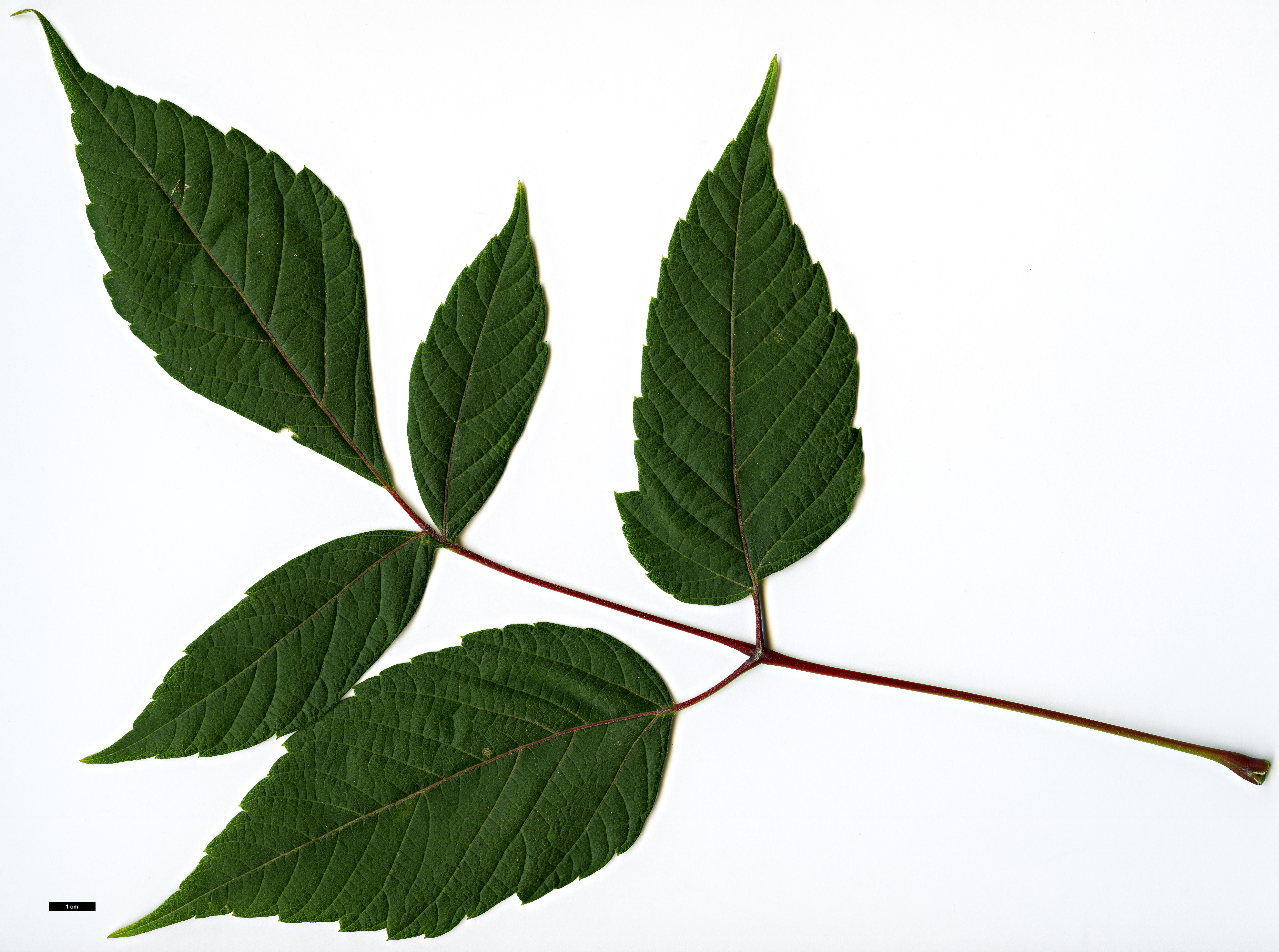High resolution image: Family: Sapindaceae - Genus: Acer - Taxon: negundo - SpeciesSub: subsp. mexicanum